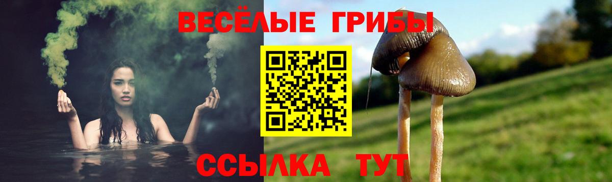 Псилоцибиновые грибы Psilocybe  Вход с VPN  Улан-Удэ 